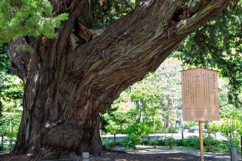 建長寺仏殿前「柏槇木」（2023-05-05）