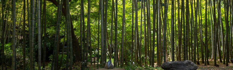 建長寺虫塚竹林（2023-05-05）