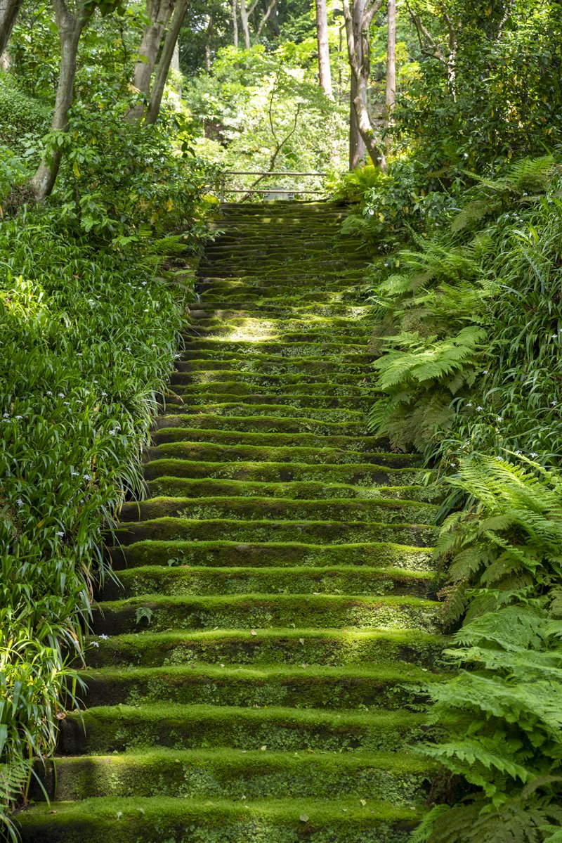 妙法寺 苔の石段（2022-05-05）