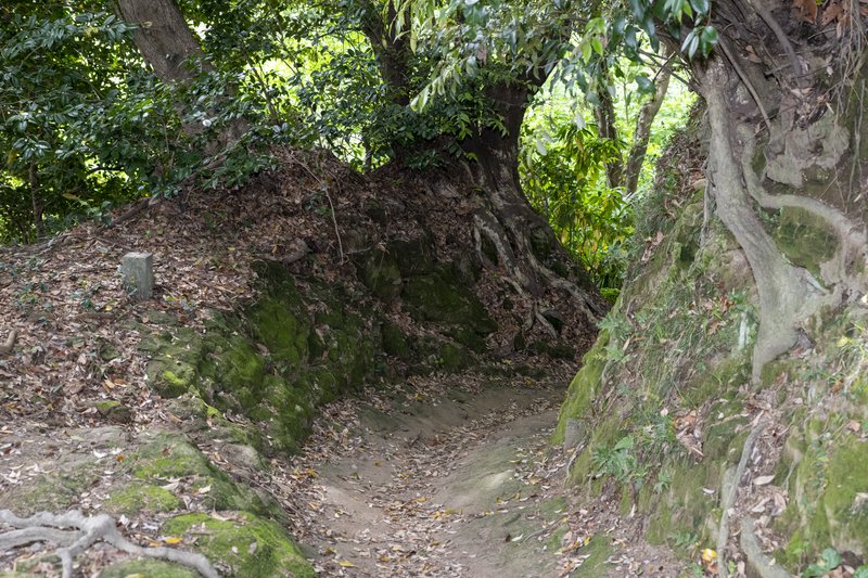 覚園寺手前庚申塔から天園ハイキングコースへ至る途上の切通（2022-05-06）